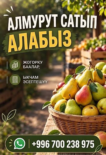 Груши Оптом at lalafo.kg Груши Оптом