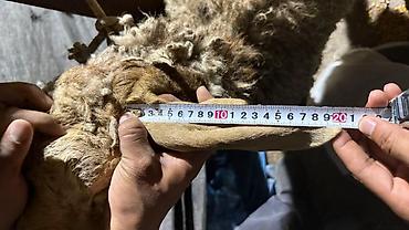 Баран, овца: Продаю | Баран (самец) | Арашан — 9