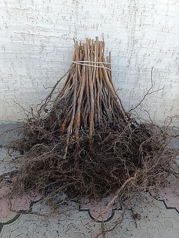 Tayberry saplings & cuttings: 🌿 Полана жана Полька 🌿( Оригинал сорт ) мөмөсу 🍇 Чон чон одборный — 12