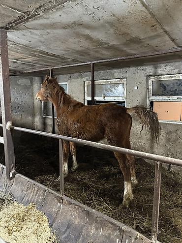 Лошади, кони: Продаю | Жеребенок | На забой — 10