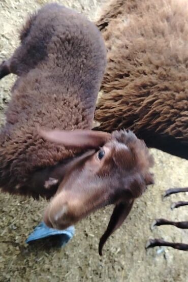 qurban bayrami qoyun sekilleri: Erkək, Qala, il: 3, Damazlıq, Ünvandan götürmə