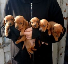 купить рабочую охотничью собаку: Продаются щенки карликовые таксы дата рождения