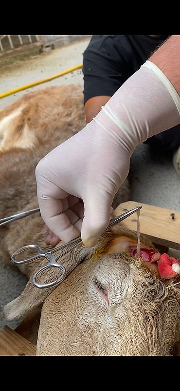 отруби рисовые: Ветеринарный врач 24/7 кызматтабыз (Бишкек/Чуй) Спектр услуг: - — 7
