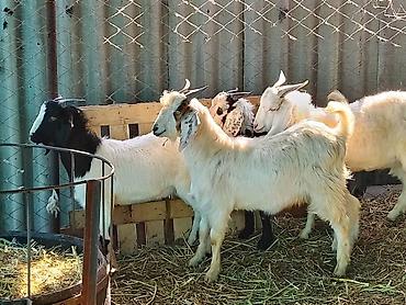 Козы, козлы: Продаю | Коза (самка), Козёл (самец), Козлёнок | Зааненская, Битал | Для разведения, Для молока | Племенные, Котные, Осеменитель — 12