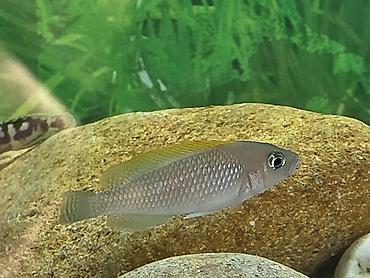 Balıqlar: Tanqanika baliklari hamsi birlikdə satlir 16 dənə Yekədirler -da lalafo.az — 8 Balıqlar: Tanqanika baliklari hamsi birlikdə satlir 16 dənə Yekədirler — 8