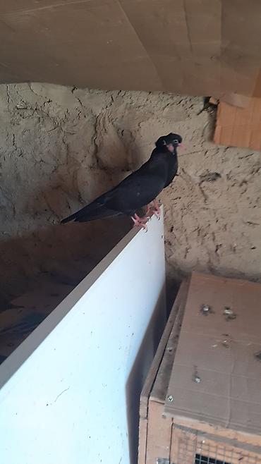Heyvanlar: Bir cut rasiya sortu qara kekilli aq dimdik balalar satilir.qiymeti 30 — 1