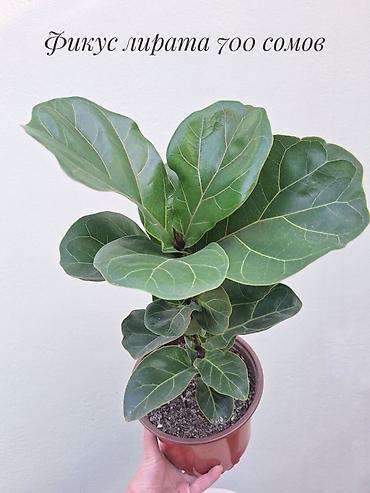 саженцы инжир: 🪴 Фикусы разных сортов в продаже. 🌿 Названия сортов и цены указаны на — 2