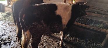 Коровы, быки: Продаю | Бык (самец) | На откорм at lalafo.kg — 6 Коровы, быки: Продаю | Бык (самец) | На откорм — 6