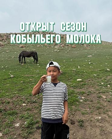 Туристические услуги: Приглашаем на Кумысолечение с 1-го мая!!! Лечебное кобылье молоко в — 12
