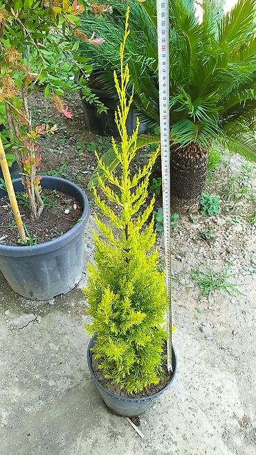 tikanlı bitkilər: Çox münasib qiymətə Limonni agaclari sifariş üçün əlaqə saxlaya — 2