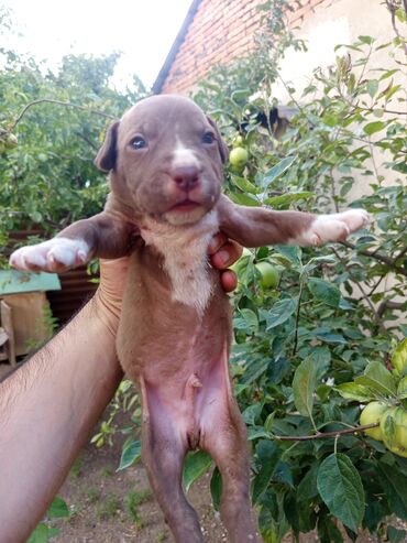 it xasqi: Pitbul, 10 ay, Erkek, Peyvəndli, Ünvandan götürmə