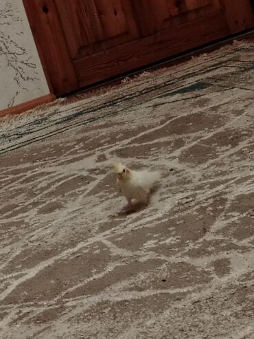 FAW: Korella dişidir 1 yaşı var. Cute hazır