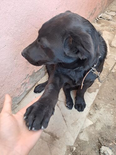 ev heyvan: Labrador-retriver, 1 il, Erkek, Pulsuz çatdırılma