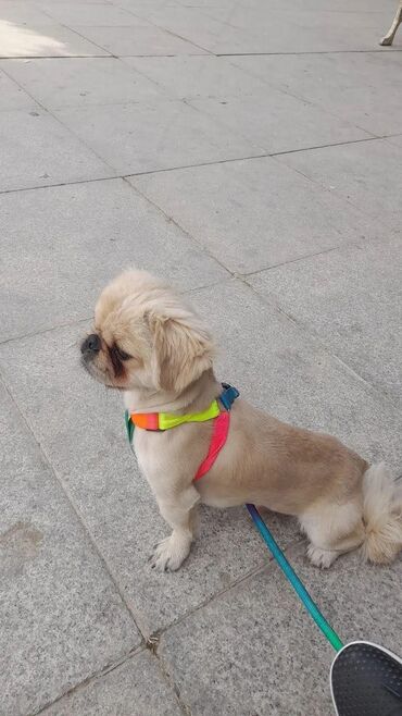 tap az itlər: Pekines, 2 il, Erkek, Peyvəndli, Ünvandan götürmə