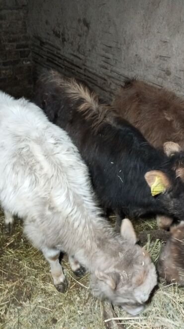 Коровы, быки: Продаю | Тёлка | На откорм — 1