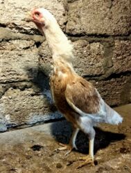 Digər quşlar: Heyratı ailəsi satılır. Pleymut beçə 7 aylıq 80azn, fərələr tək-tək 40 — 4