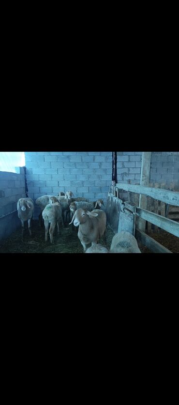 Бараны, овцы: Продаю | Овца (самка) | Арашан | Для разведения | Ярка — 2