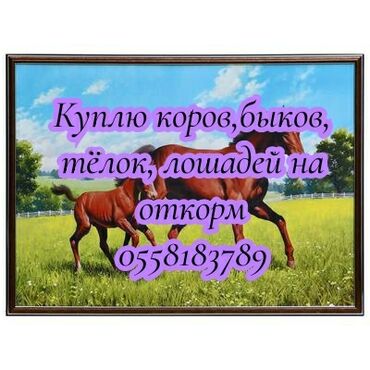 ангуз бука: Куплю | Коровы, быки, Лошади, кони | Круглосуточно, На откорм, Самовывоз