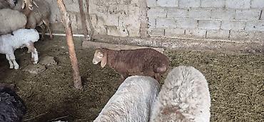 Баран, овца: Продаю | Овца (самка), Ягненок, Баран (самец) — 11