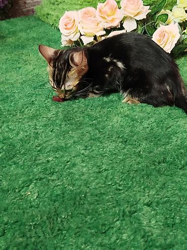 Продажа кошек: Бенгальская, 2 месяца, Мальчик, Черный, Приучена к лотку, Проглистована, С документами — 29