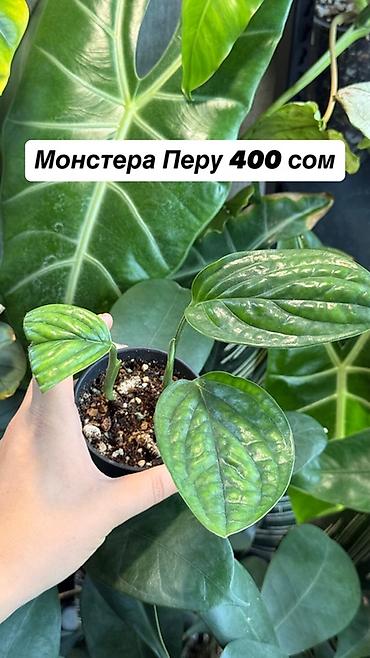 рыба жывая: Комнатные растения в горшках, самовывоз Маевка, могу отправить через — 6