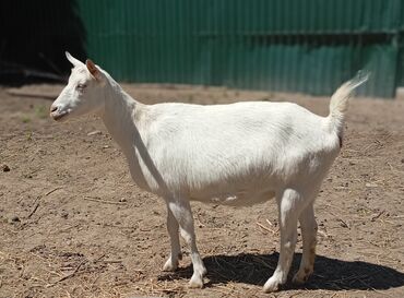 молочные козы в кыргызстане: Продаю | Коза (самка) | Зааненская