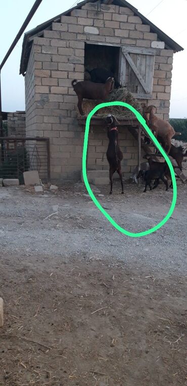 K/t heyvanları üçün mallar: Dişi, Hələb, il: 2, 35 kq, Südlük, Ünvandan götürmə
