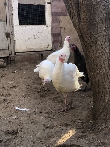 Hinduşka: Dişi, Damazlıq, Ünvandan götürmə — 4