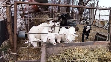 Козы, козлы: Продаю | Козлёнок | Для разведения at lalafo.kg — 8 Козы, козлы: Продаю | Козлёнок | Для разведения — 8