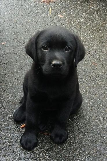 Labrador-retriver, 2 ay, Erkək, Peyvəndli, Ödənişli çatdırılma
