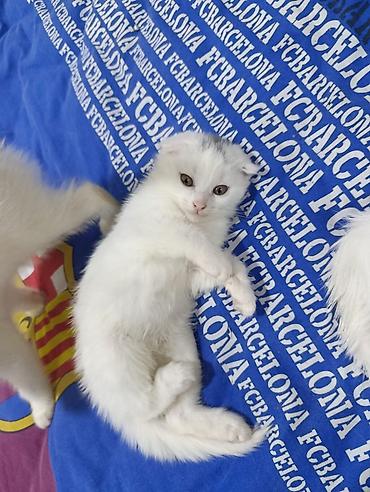 heyvan yemi: Scottish Fold və Siam tipli balaca pişiklər - Cins/Tip: Şəkillərdə — 1