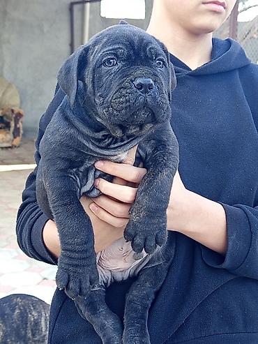 İtlər: Kane-Korso, 1 ay, Erkek, Sənədli, Pulsuz çatdırılma, Ünvandan götürmə, Rayonlara çatdırılma — 6