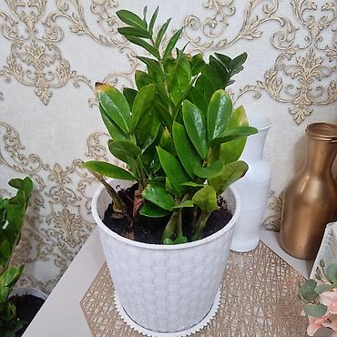 Алоэ: 🌸 РАСПРОДАЖА ЦВЕТОВ! 🌸 Цены от 300 сом! Красивые домашние растения для — 10
