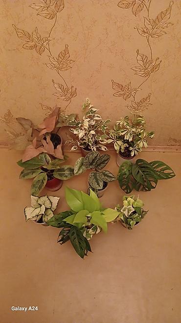 Сингониумы: Коллекция комнатных растений — подборка декоративно-лиственных — 11