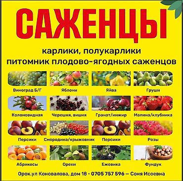 Другие фруктовые и ягодные растения: Плодово-ягодный питомник — саженцы всех видов. Большой выбор — 2
