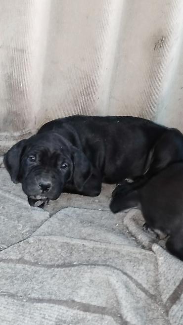 Продажа собак: Кане-корсо, 2 месяца, Самец, С прививкой — 6