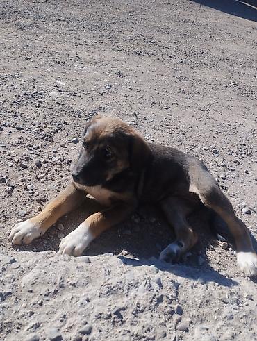 алабай кангал: Собака даром: Алабай, 2 месяца, Самка — 3