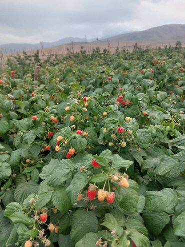 продаю в связи с переездом: Малина lalafo.kg да продаю в связи с переездом: Малина