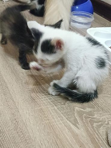 меняю на собаку: ОТДАМ КОТЯТ В ДОБРЫЕ РУКИ!!! Котята чёрно-белого окраса, 3 мальчика — 2