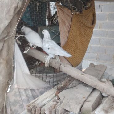 Птицы: Продаю голубей — 1