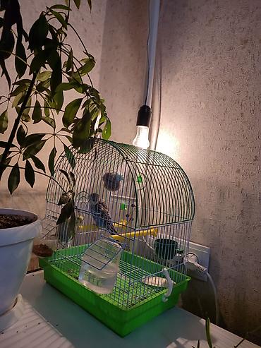 пекинес щенки: Волнистые попугаи. В комплекте клетка, кормушка и т д. учатся — 5
