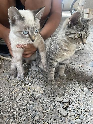 Котята-подростки, пара. - Окрас: один котёнок светлый, поинтового at lalafo.kg Котята-подростки, пара. - Окрас: один котёнок светлый, поинтового