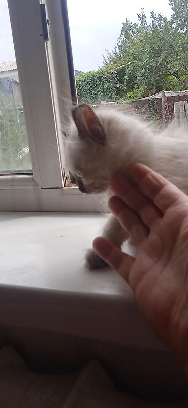 Мышыктар: Котята, домашние, пушистые, приучены к лотку. Окрас и глаза: - Рыжий — 4