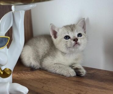 бомбейская кошка: Скотиш Страйт (Шотландская прямоухая), 2 месяца, Девочка, Серебристая шиншилла, Приучена к лотку, Проглистована