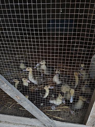 tap az goyercin satisi: Muscovy ördəyi balaları (indi yetişdirilən) - Növ: Muscovy (hind — 1