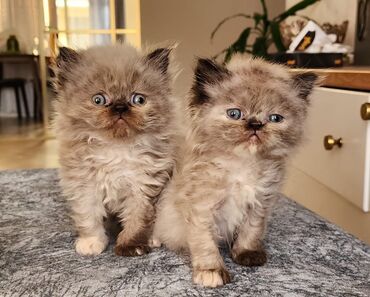 английский кот: Здоровые персидские котята 4 девочки чистокровные от родителей оба