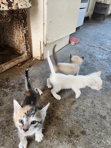 qara pişik: Gozel piwik balalari 1ayliq pulsuz verilir yaxwi ellere rengli qiz — 7