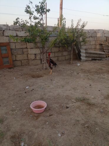 Xoruzlar: Xoruz, Indonesiya, il: 1, Ünvandan götürmə — 3