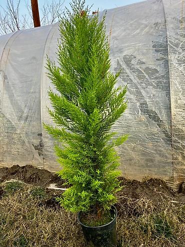 lent gul buketi: Limonnu yolkalar metir yarim uzunlugda,tam zemanetli agaclardir unvan — 2