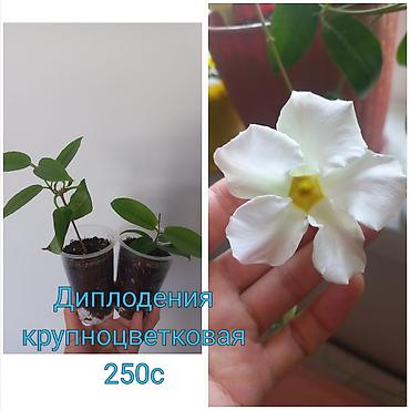 цветы уличный: Комнатные цветы в стаканчиках: 1) Глоксиния (Sinningia speciosa) с — 1